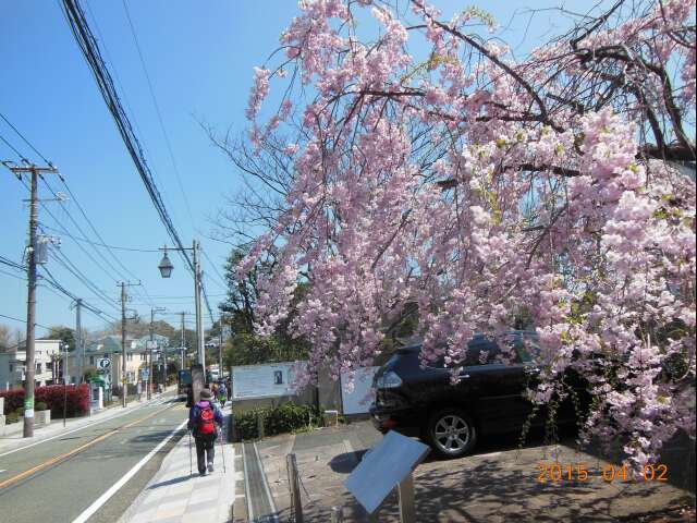 桜満開の山手本通り_e0043548_0102969.jpg