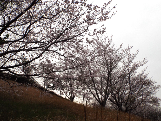 今年の桜_f0214649_6501146.jpg