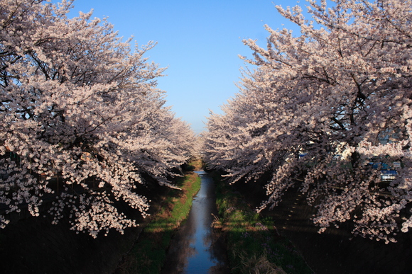 2015年の桜_c0050751_1404723.jpg