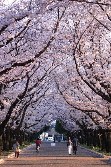 2015年の桜_c0050751_2231575.jpg