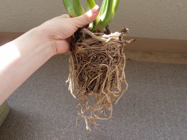 モンステラの植え替え ふたりで暮らす モンステラの植え替え ふたりで暮らす