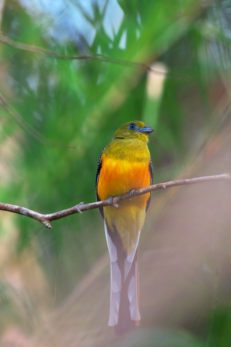 ヤマキヌバネドリ Orangebreasted Trogon ぼちぼち、と・・・!(野鳥大好き\(^o^)/)