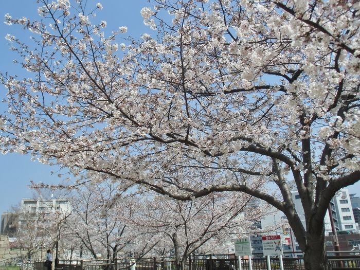 駐車場の上は花盛り 花隈公園 花隈城跡 たんぶーらんの戯言 駐車場の上は花盛り 花隈公園 花隈城跡 たんぶーらんの戯言