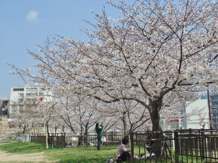 駐車場の上は花盛り 花隈公園 花隈城跡 たんぶーらんの戯言 駐車場の上は花盛り 花隈公園 花隈城跡 たんぶーらんの戯言