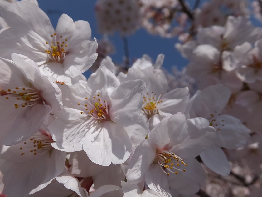 桜♪　恩田川_a0226059_081720.jpg