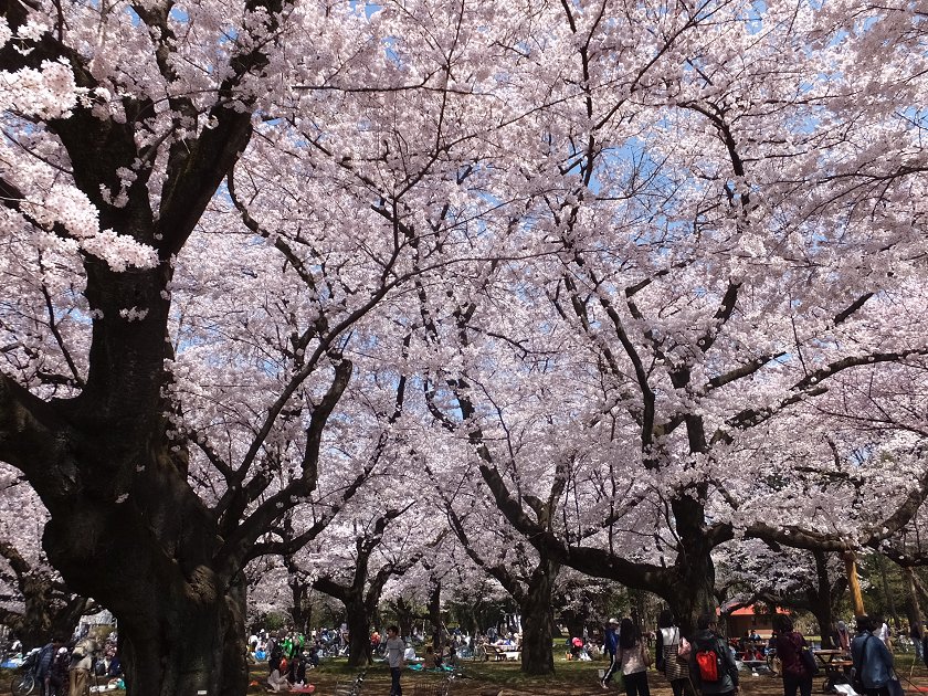 桜♪　小金井公園・緑道_a0226059_1623124.jpg