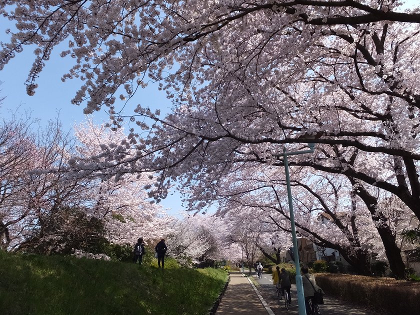 桜♪　小金井公園・緑道_a0226059_16262331.jpg