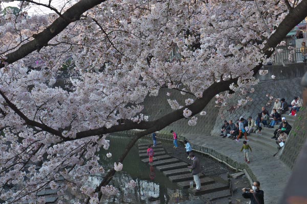 大岡川さくらプロムナード　2015-03-31_d0264759_10333025.jpg