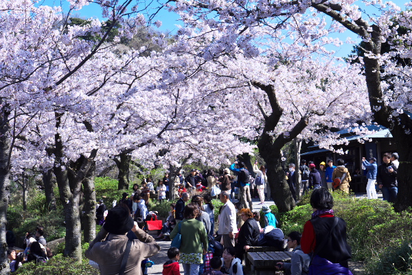 三渓園のさくら　　2015-04-02_d0264759_15233158.jpg