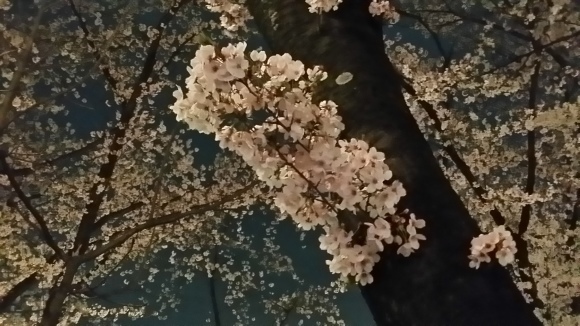 夜桜_d0261061_08523798.jpg