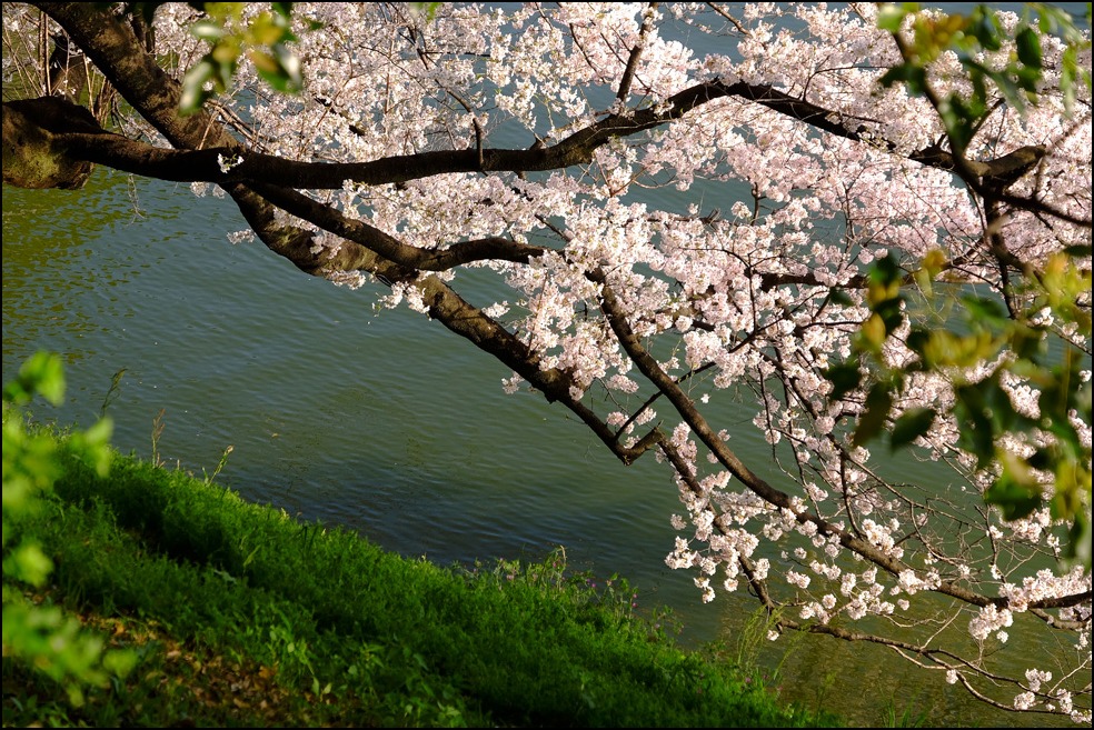 三十一日の千鳥ケ淵の桜を愛でてふた時の華逍遙 その二 ✿ฺ´☆`✿ฺ　_a0031363_14175670.jpg