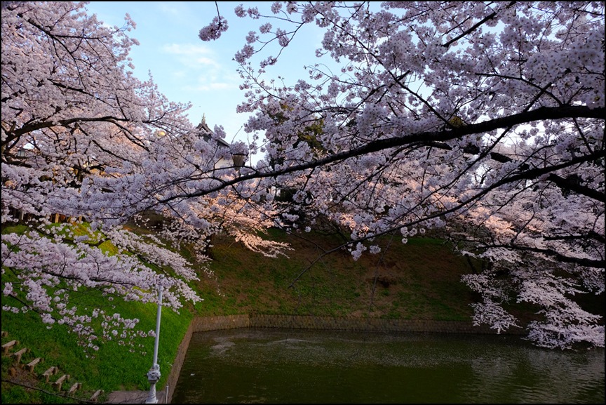 三十一日の千鳥ケ淵の桜を愛でてふた時の華逍遙 その二 ✿ฺ´☆`✿ฺ　_a0031363_14234895.jpg