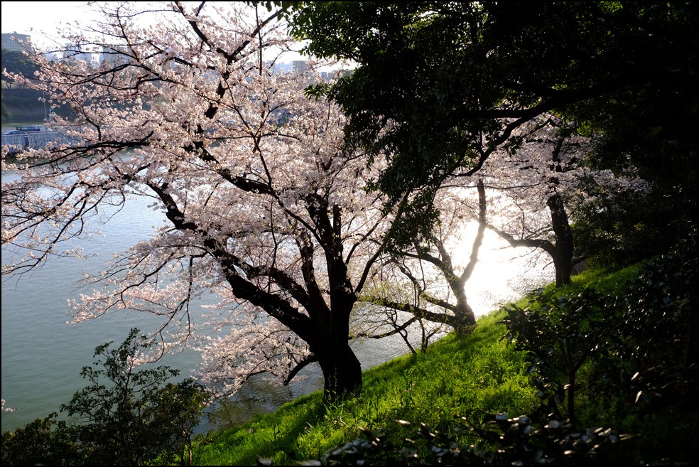 三十一日の千鳥ケ淵の桜を愛でてふた時の華逍遙 その二 ✿ฺ´☆`✿ฺ　_a0031363_16214966.jpg