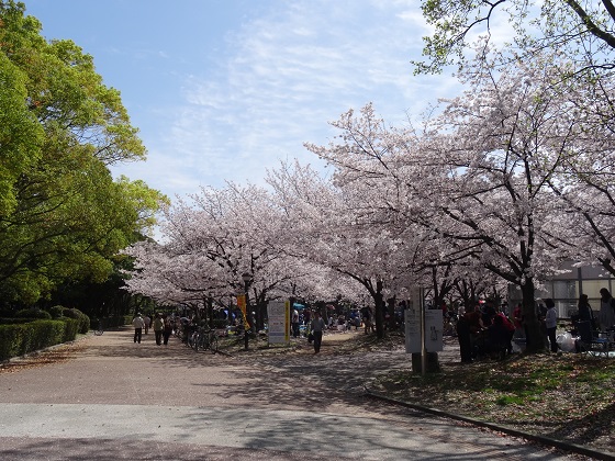 ＴＨＥ 長居桜_d0158464_0233025.jpg