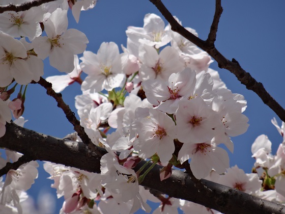 ＴＨＥ 長居桜_d0158464_0235424.jpg