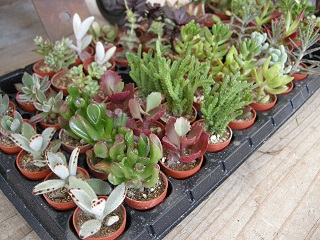 :: 植物 ::_e0204865_18584832.jpg