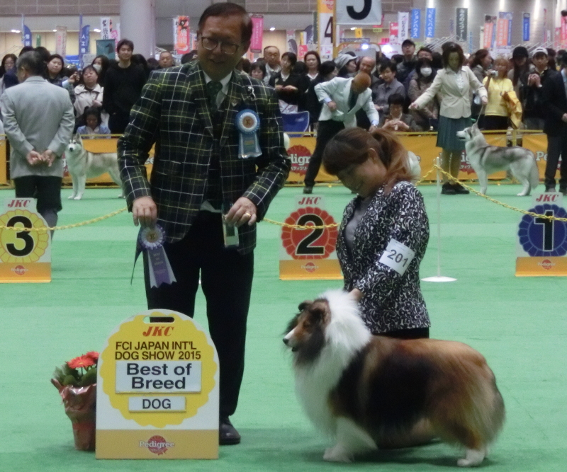 JKC Japan international dog show 2015_f0126965_1684895.jpg