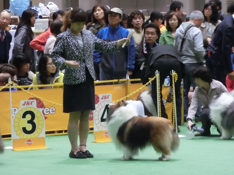 JKC Japan international dog show 2015_f0126965_169072.jpg