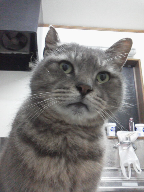猫は 着替え をして帰ってくる Bluxgraphics言葉は現実になる 夢のようと口にすると夢のような事が起きるmymission Is人の夢を応援するこt 猫は 着替え をして帰ってくる Bluxgraphics言葉は現実になる 夢のようと口にすると夢のような事が起きるmymission Is人の夢を応援するこt