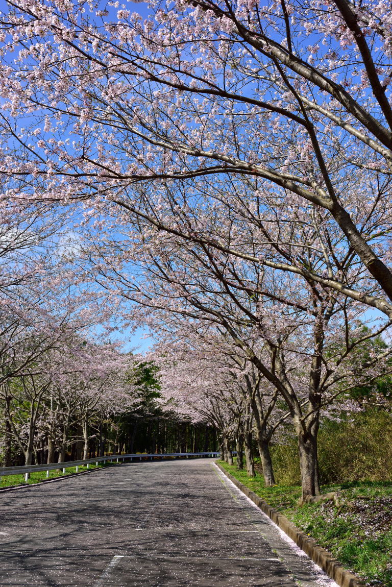 サクラ　愛鷹広域公園_b0346568_12540123.jpg