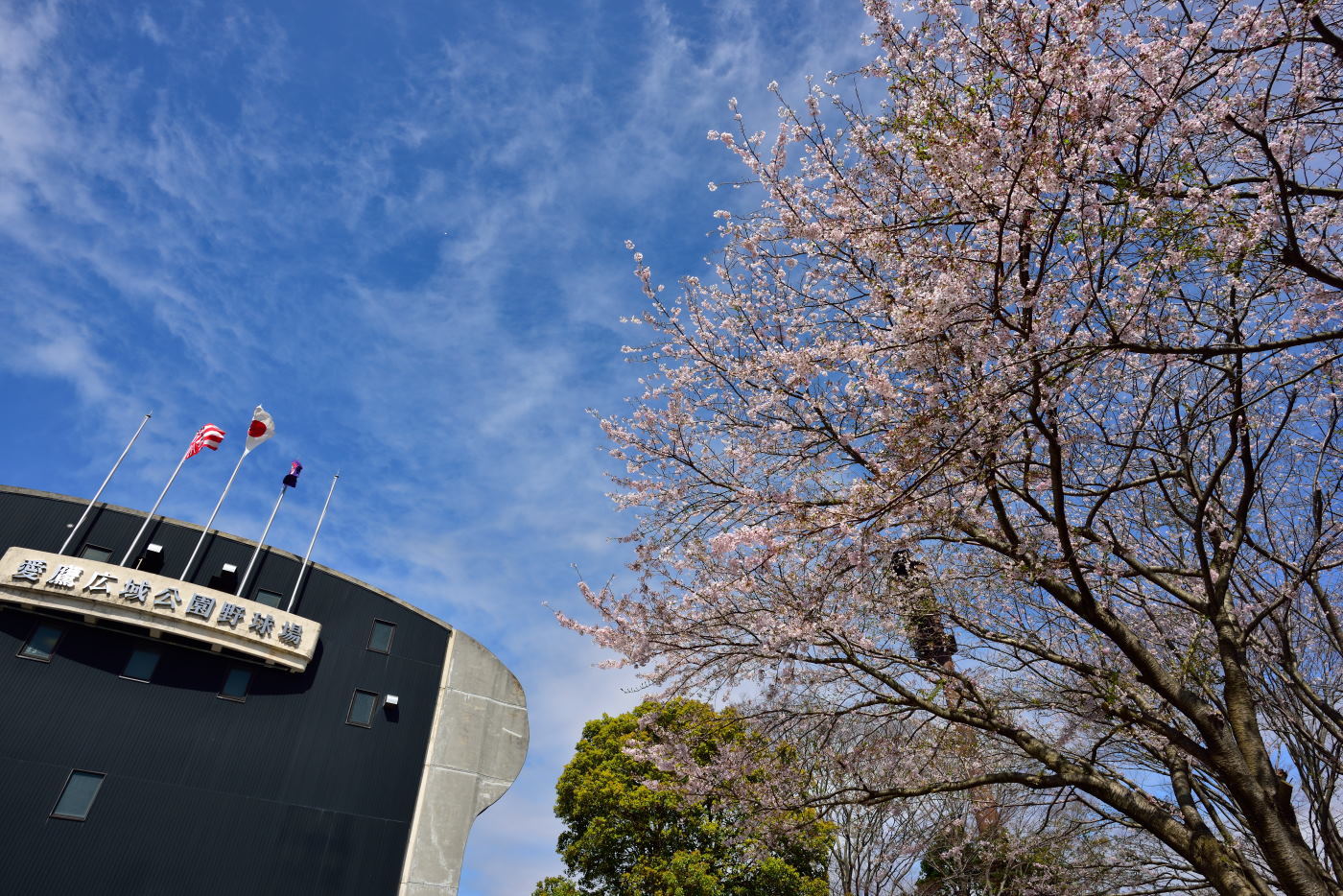 サクラ　愛鷹広域公園_b0346568_13032392.jpg