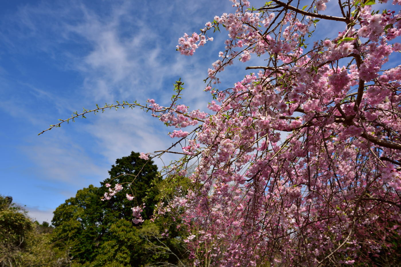 サクラ　愛鷹広域公園_b0346568_13054919.jpg