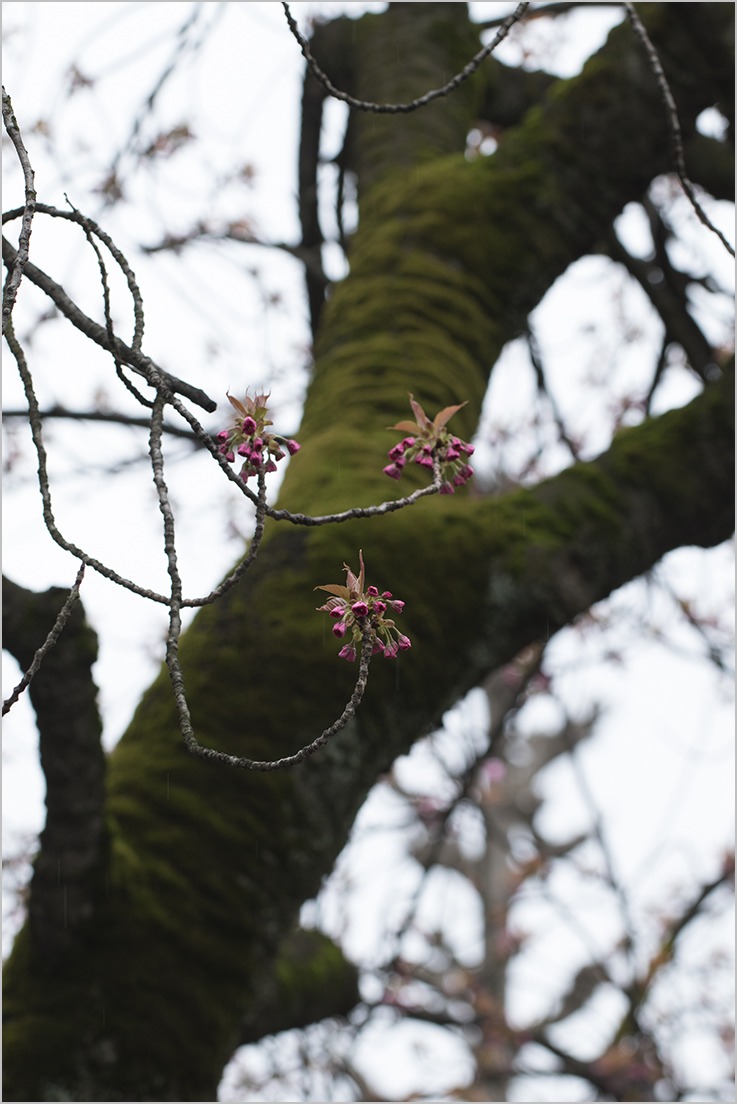 八重桜_a0261169_14575662.jpg