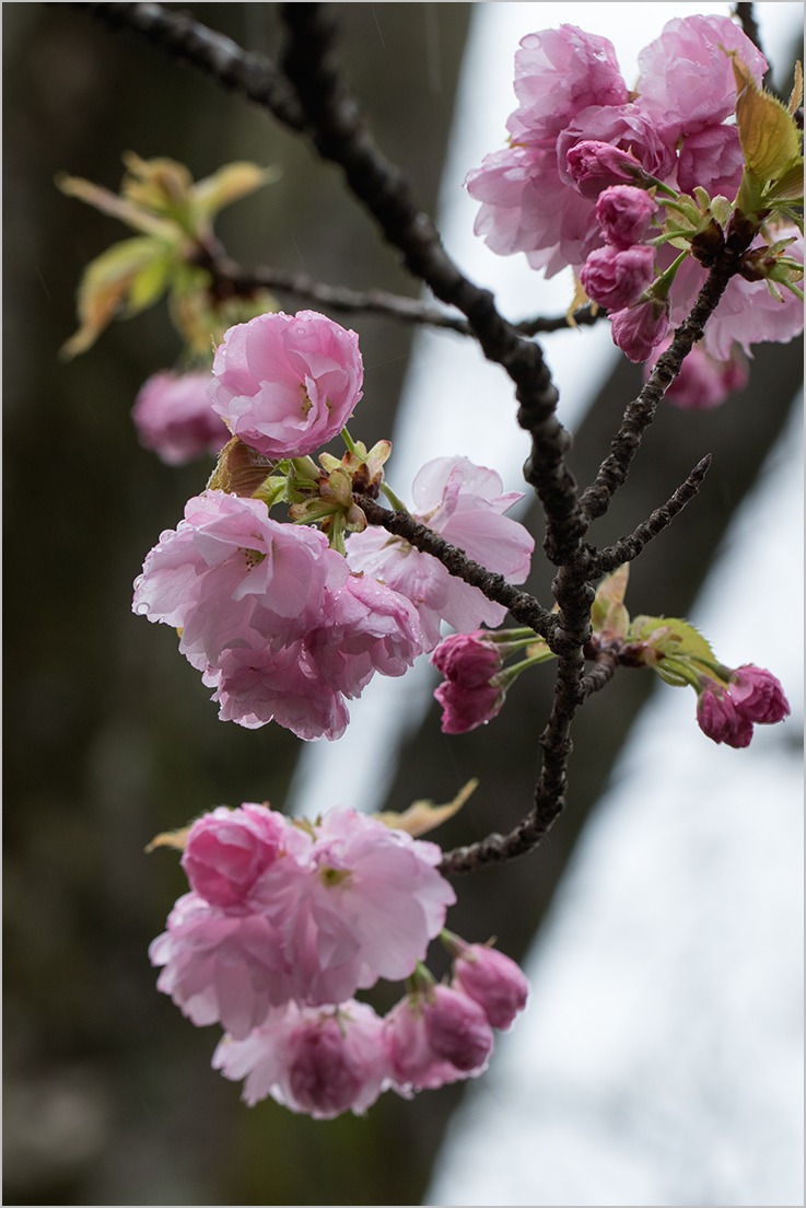 八重桜_a0261169_1459476.jpg