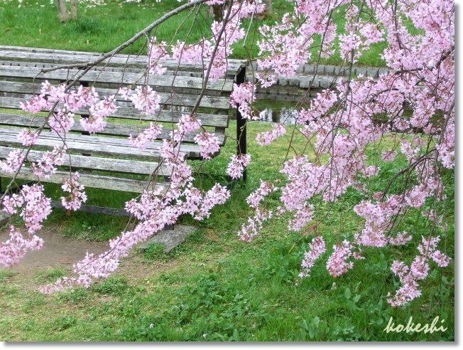 万博公園お花見_f0179469_08254373.jpg