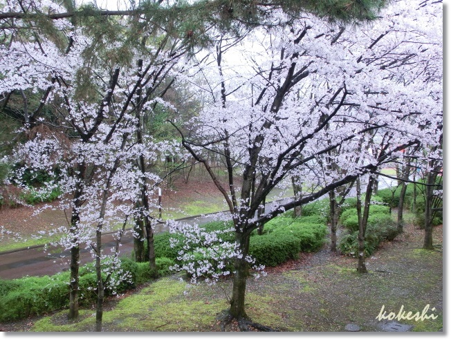 万博公園お花見_f0179469_08261310.jpg