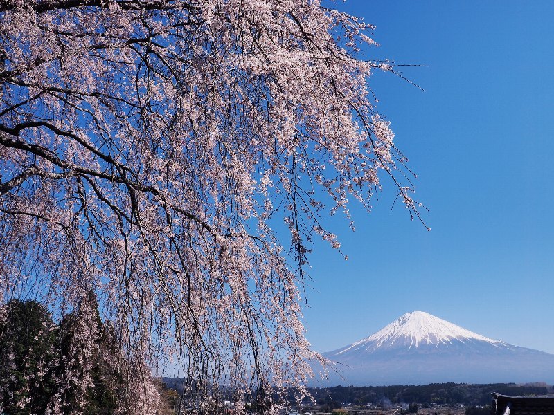 富士宮　富士山と桜を　４_a0330871_11033716.jpg