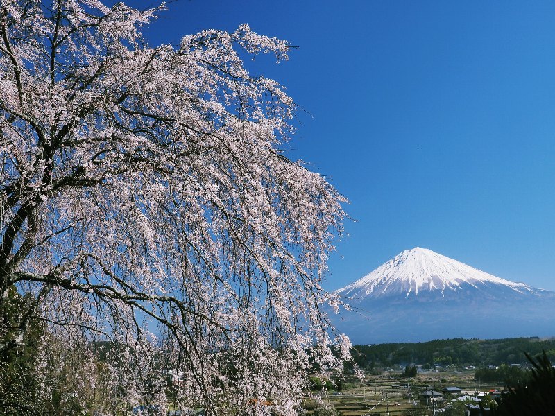 富士宮　富士山と桜を　４_a0330871_11033772.jpg