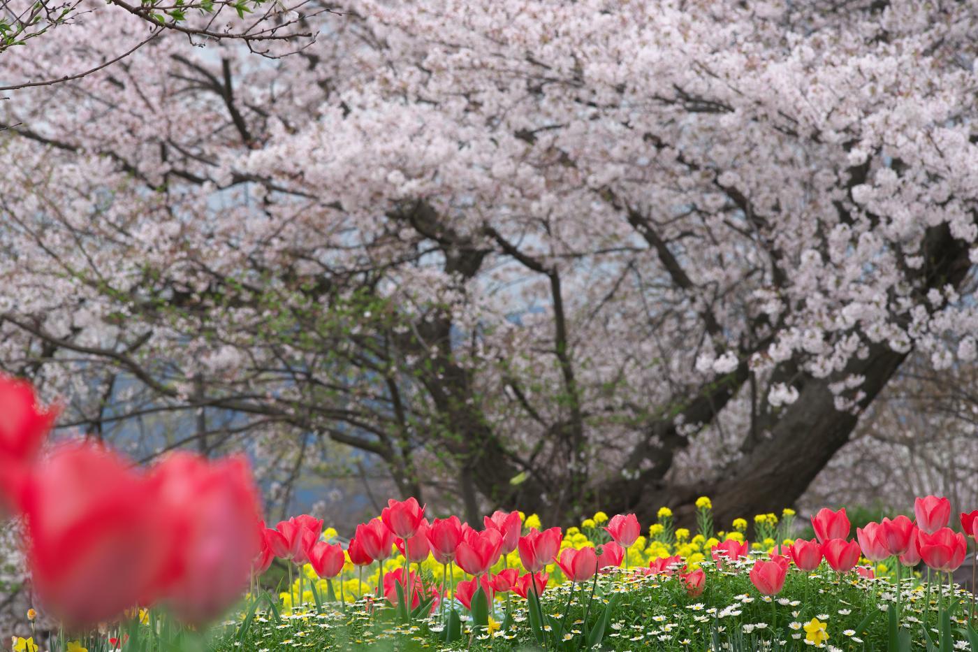 　飛鳥川　桜並木_b0161171_07364091.jpg