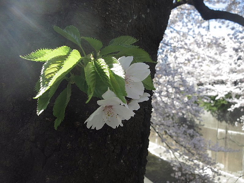 こんにちは……? こんばんは……?_b0141773_21563170.jpg