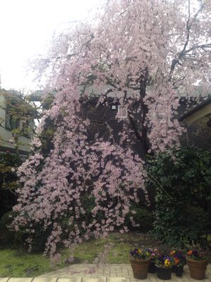 女魯山人先生のお花見の会_e0326573_17162417.jpg