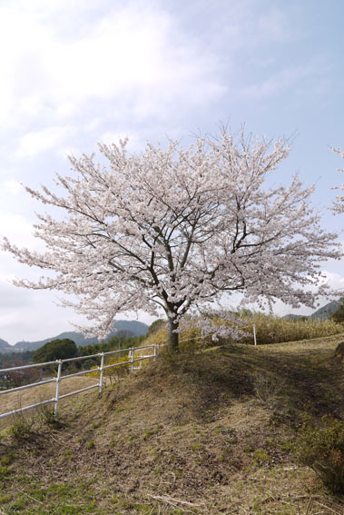 満開の桜＆雨に散りゆく桜たち_c0334574_910857.jpg