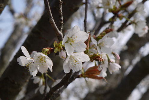 満開の桜＆雨に散りゆく桜たち_c0334574_911521.jpg