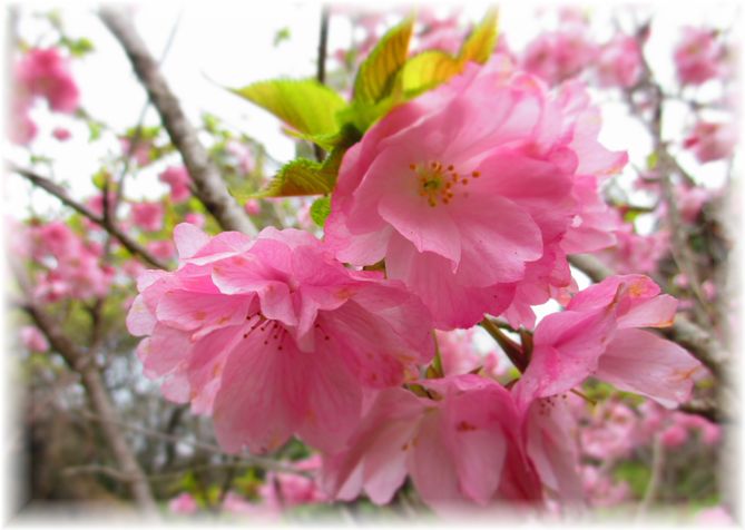 すごい!会っちゃいました・・・♪_d0175974_19192914.jpg