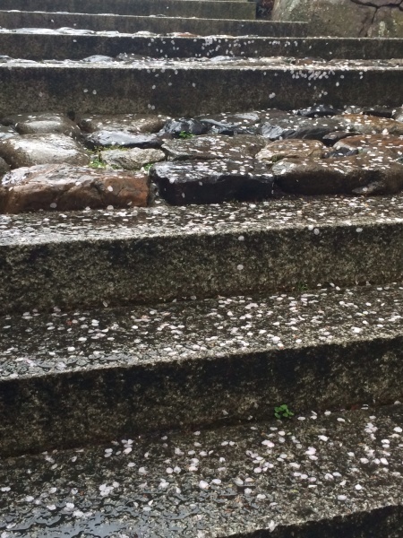 「きてか〜な」と雨の八幡堀_c0351777_09040699.jpg