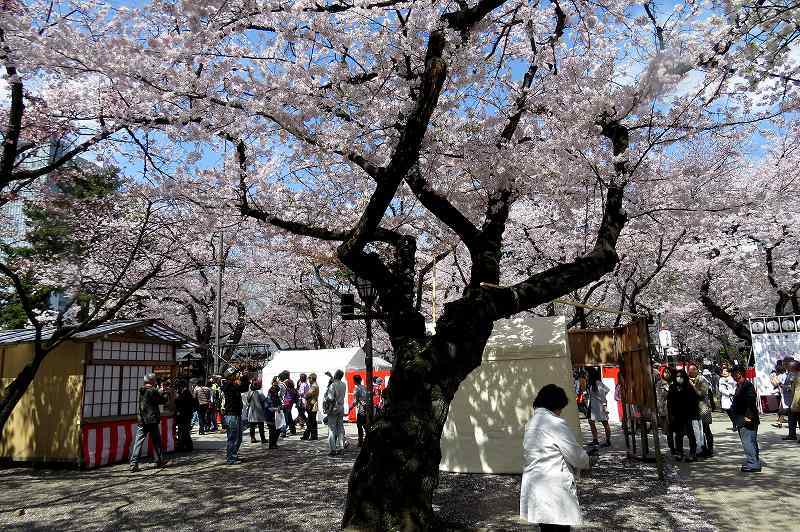 2015年4月2日　都内桜巡り　その３_c0313378_16172620.jpg