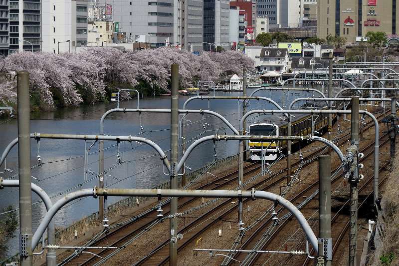 2015年4月2日　都内桜巡り　その３_c0313378_16173238.jpg