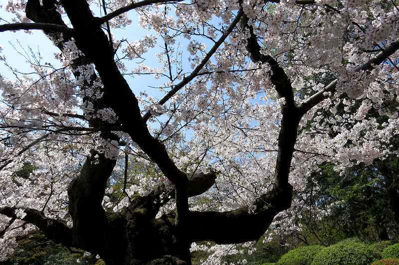 2015年4月2日　都内桜巡り　その４_c0313378_16181231.jpg