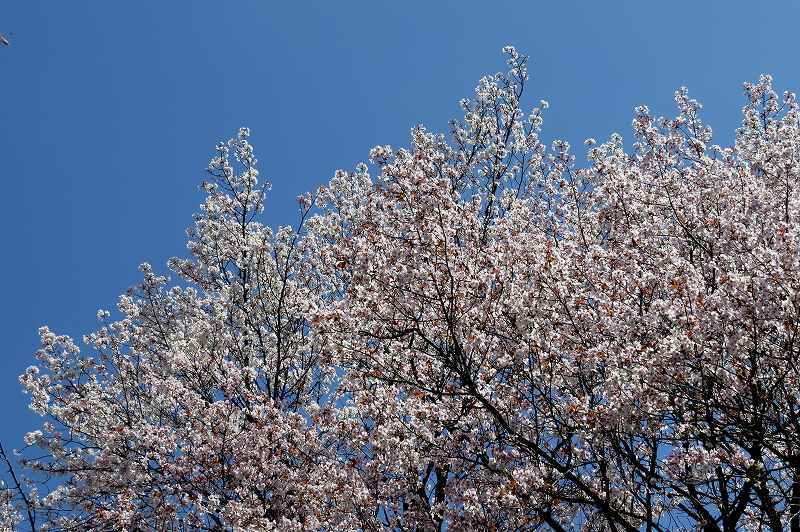 2015年4月2日　都内桜巡り　その５_c0313378_16184462.jpg