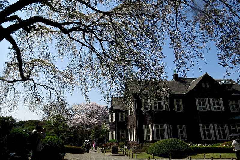 2015年4月2日　都内桜巡り　その５_c0313378_16185286.jpg