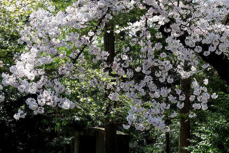 2015年4月2日　都内桜巡り　その５_c0313378_16185557.jpg