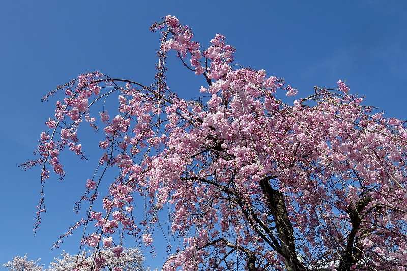 2015年4月2日　都内桜巡り　その６_c0313378_16190698.jpg