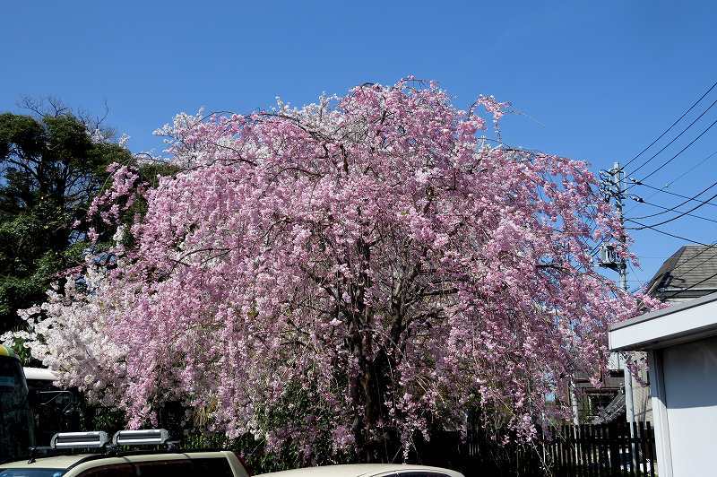 2015年4月2日　都内桜巡り　その６_c0313378_16191009.jpg