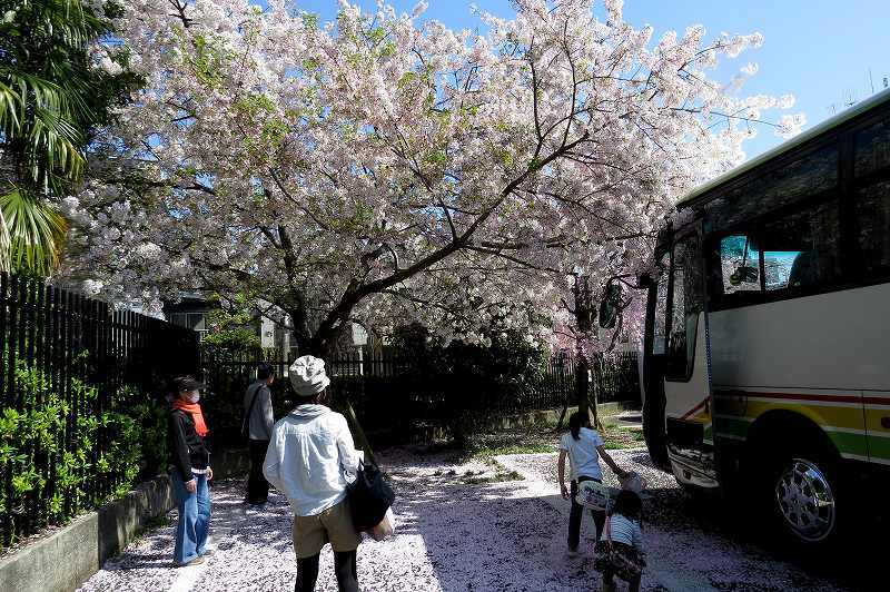 2015年4月2日　都内桜巡り　その６_c0313378_16191335.jpg