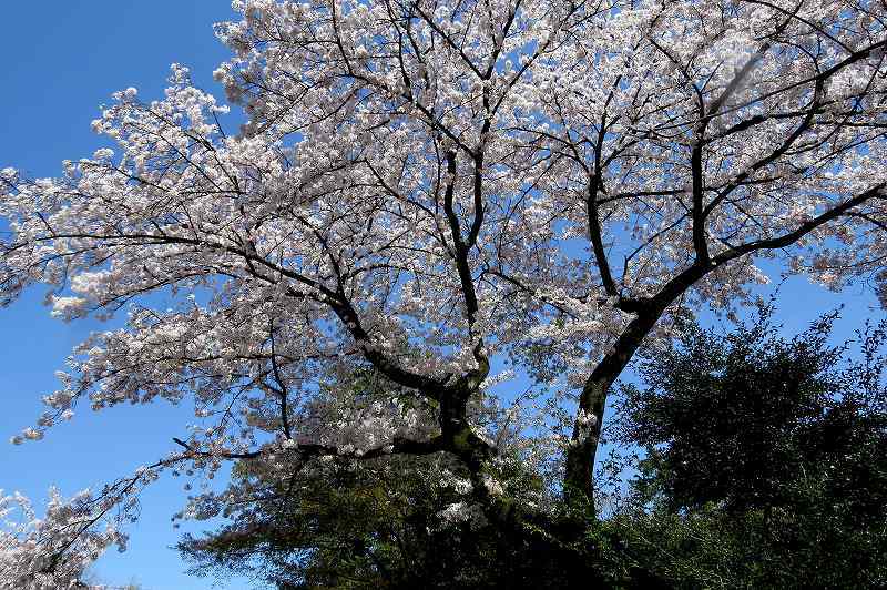 2015年4月2日　都内桜巡り　その６_c0313378_16191552.jpg