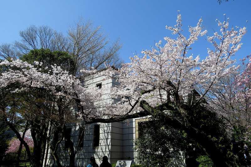 2015年4月2日　都内桜巡り　その６_c0313378_16191872.jpg